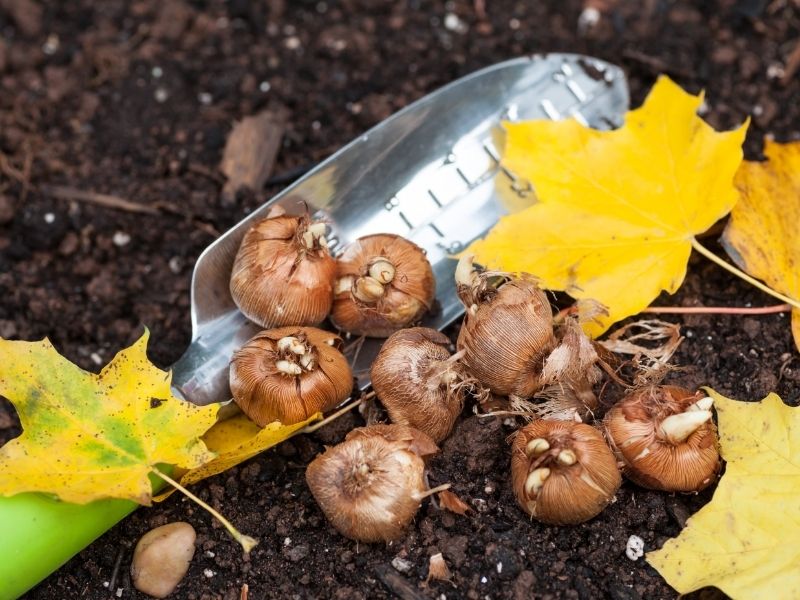 Луковицы цветов купить саженцы из питомника {2}